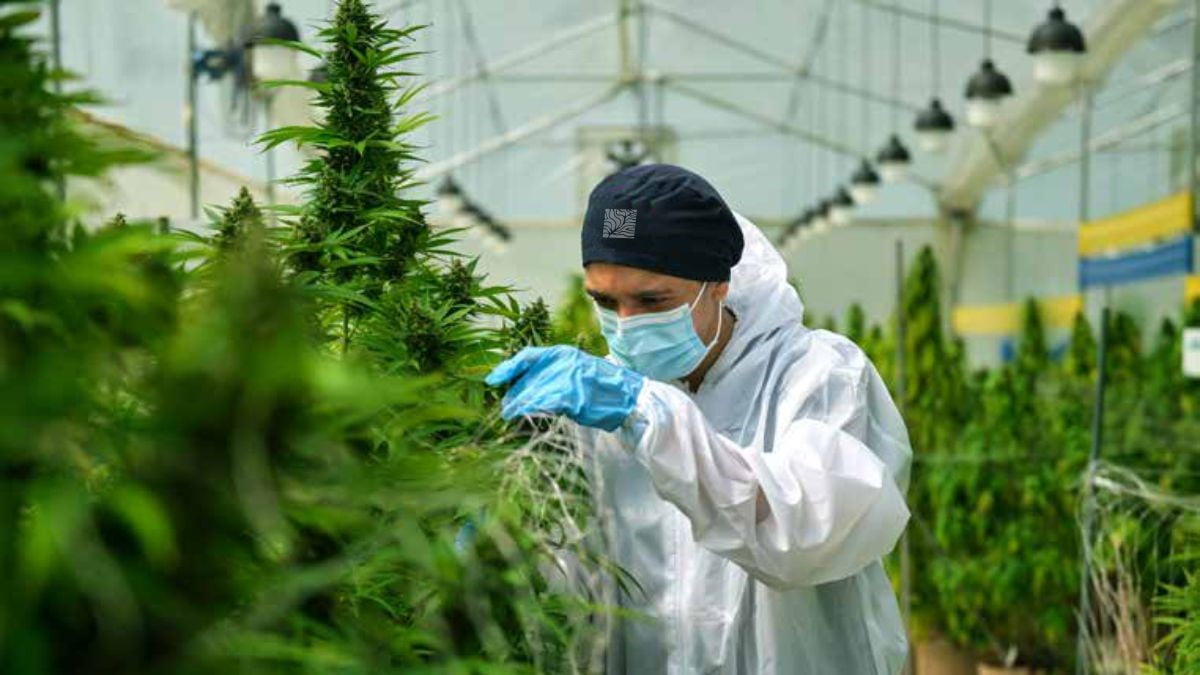 Cannabis exportation from Colombia2