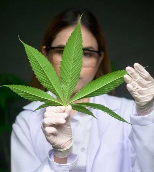 LABotanica Medicinal CBD flowers exporter from Colombia