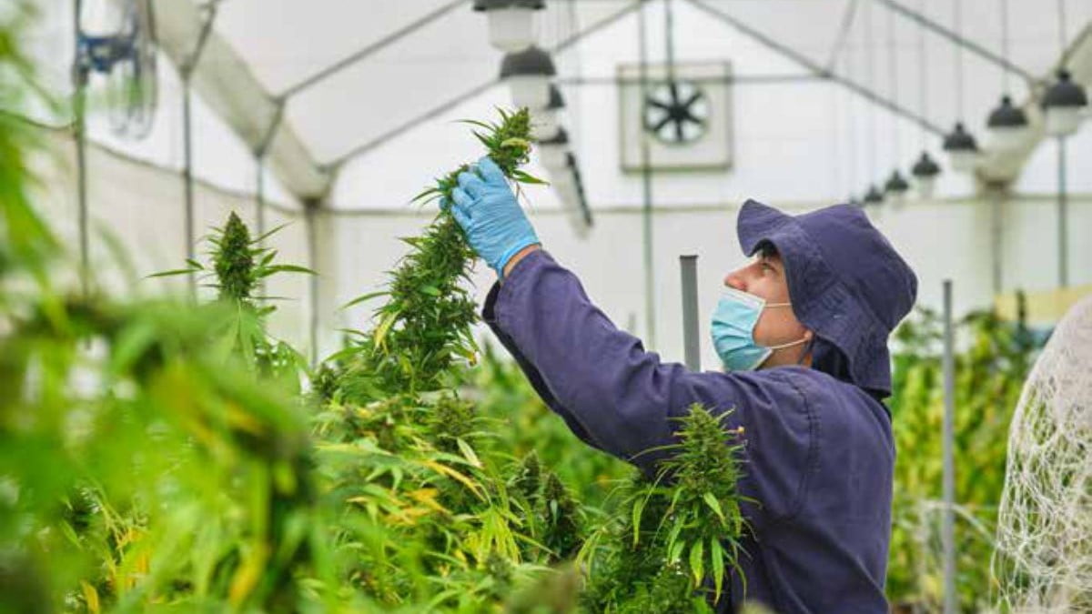 Medical cannabis cultivation in Colombia